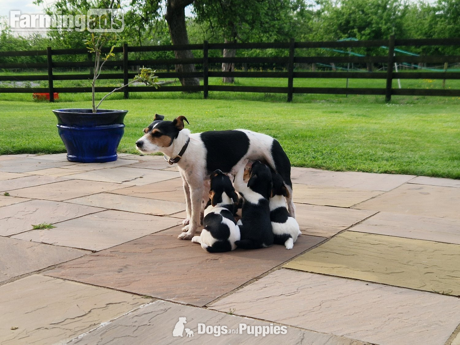 Jack Russell terriers  in {LOCATION}