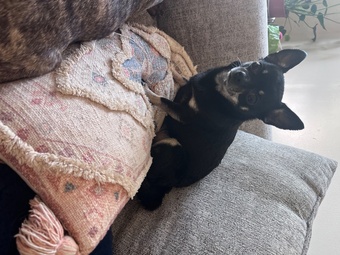 Urgent home needed 