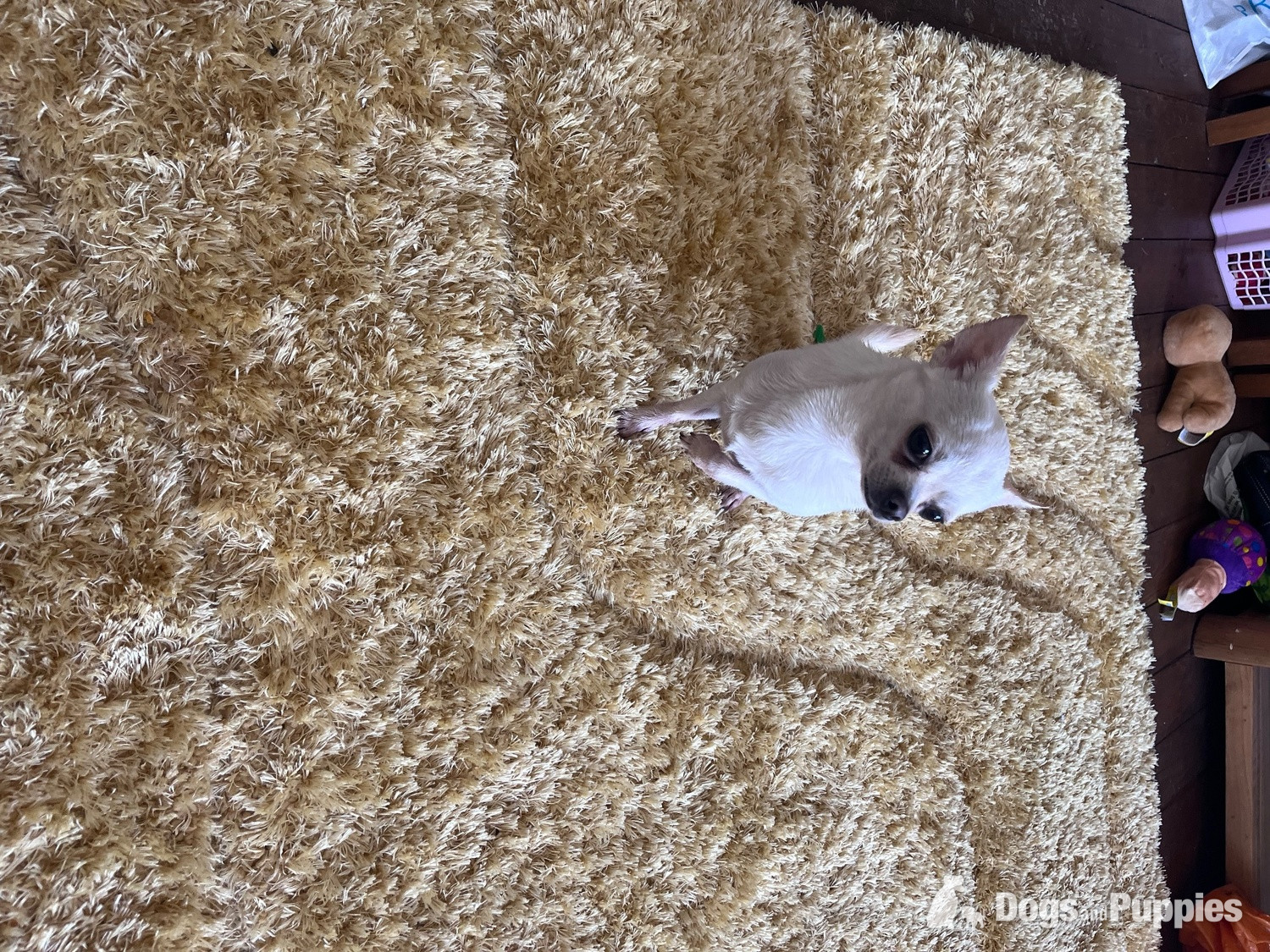 Chihuahua