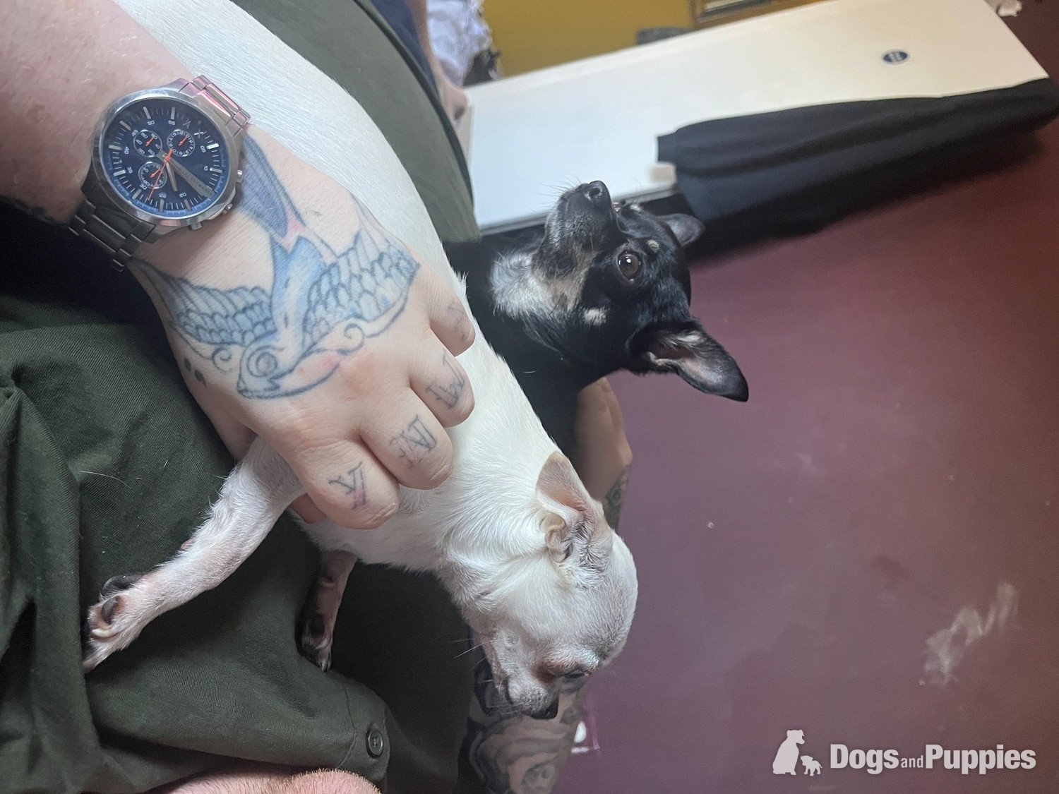 Chihuahua Puppies