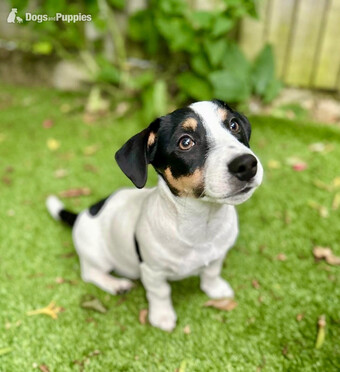 KC Lines Tricolour Male Jack Russell Puppy