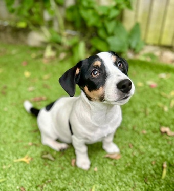 KC Lines Tricolour Male Jack Russell Puppy