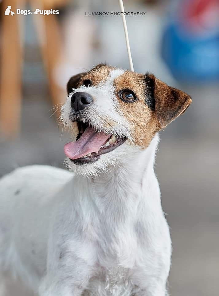 KC Lines Tricolour Male Jack Russell Puppy - 