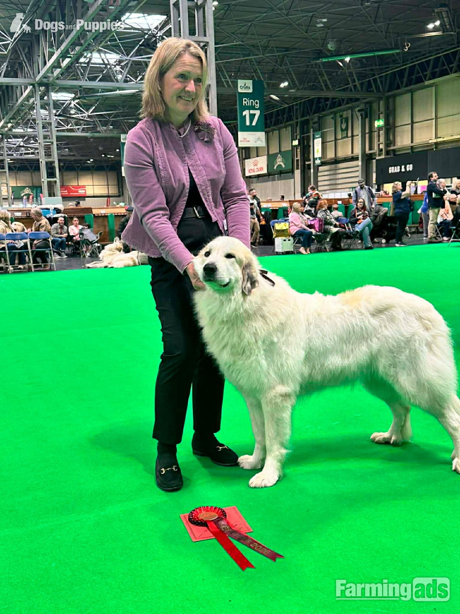  - Pyrenean Mountain Dogs
