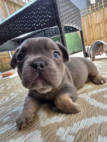 French bulldog puppy