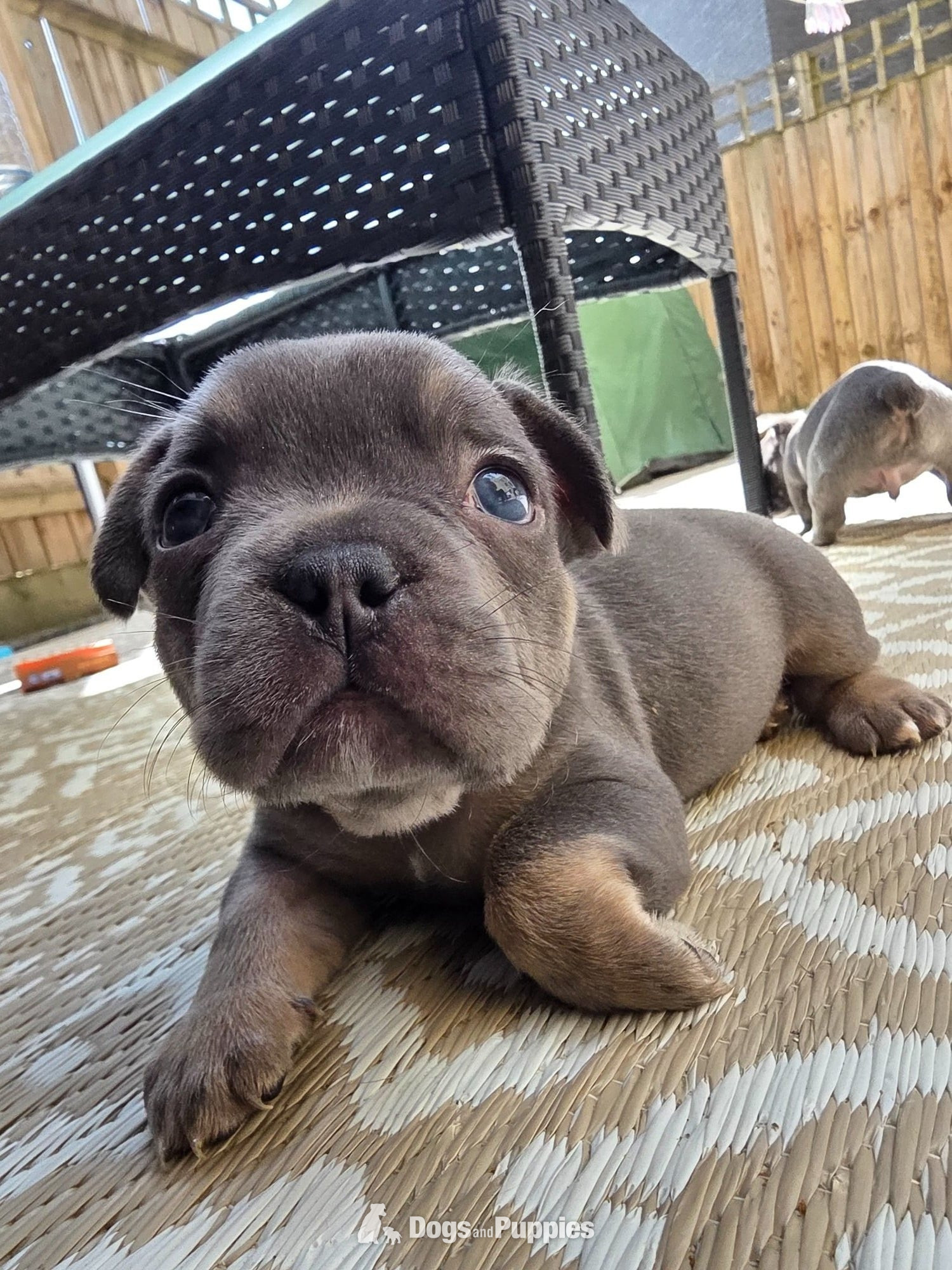 French bulldog puppy in {LOCATION}