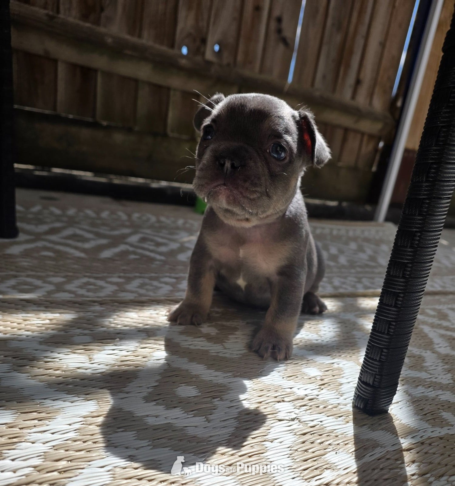French Bulldog