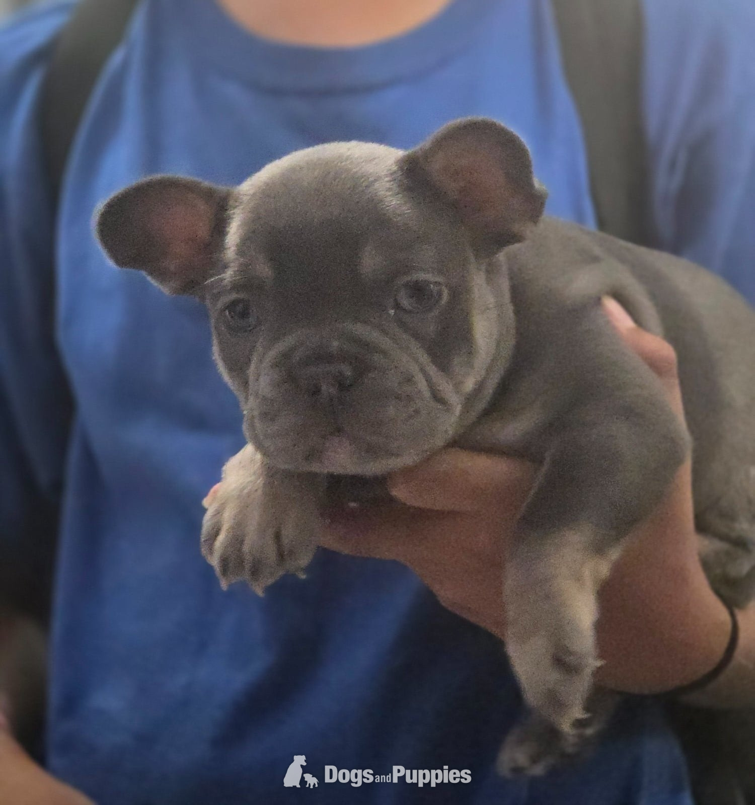 French Bulldog Puppies