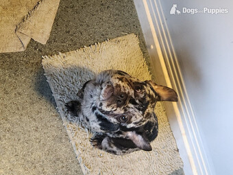 2 lovely french bulldog 