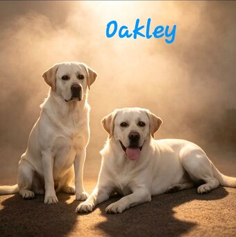 KC Reg Proven Labrador Stud 