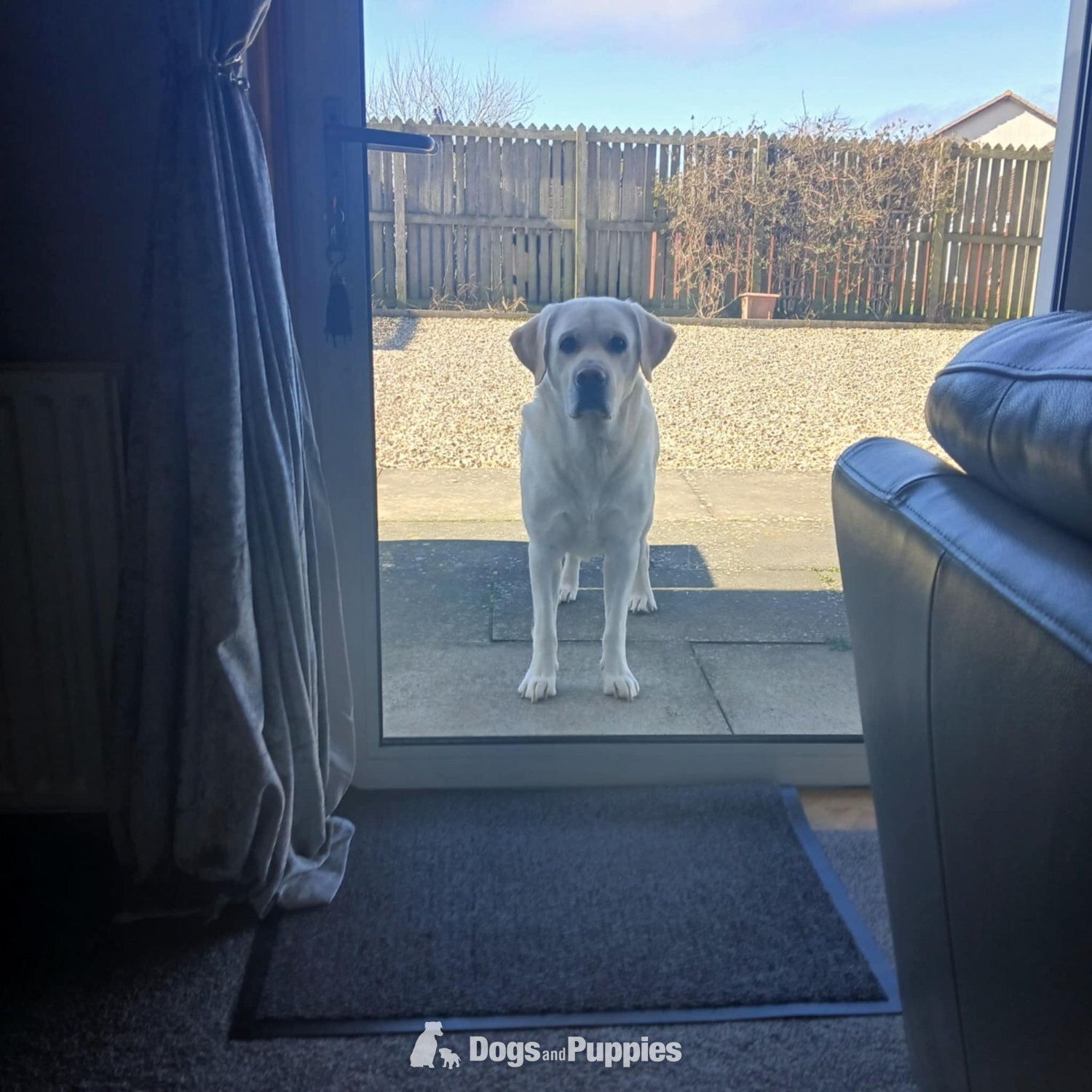 Labrador - KC Reg Proven Labrador Stud 