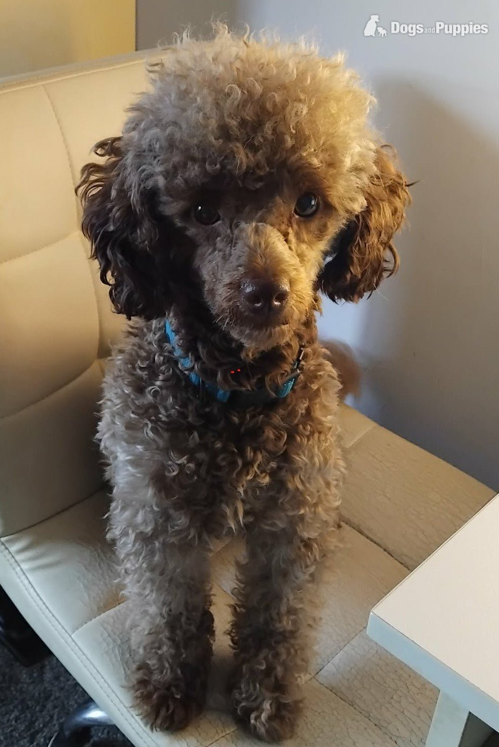 KC Reg Brown Toy Poodle For Stud in {LOCATION}