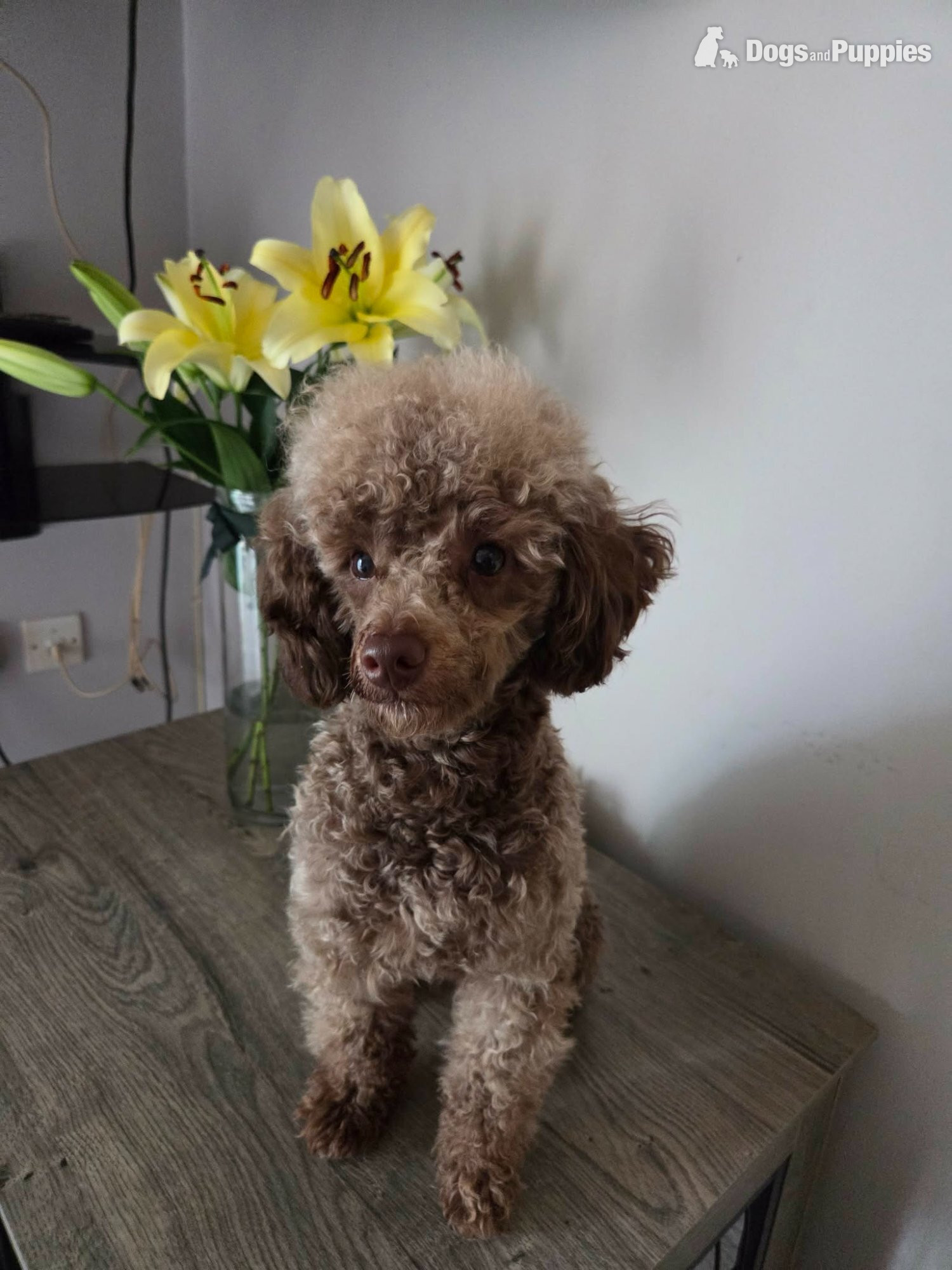 Poodle