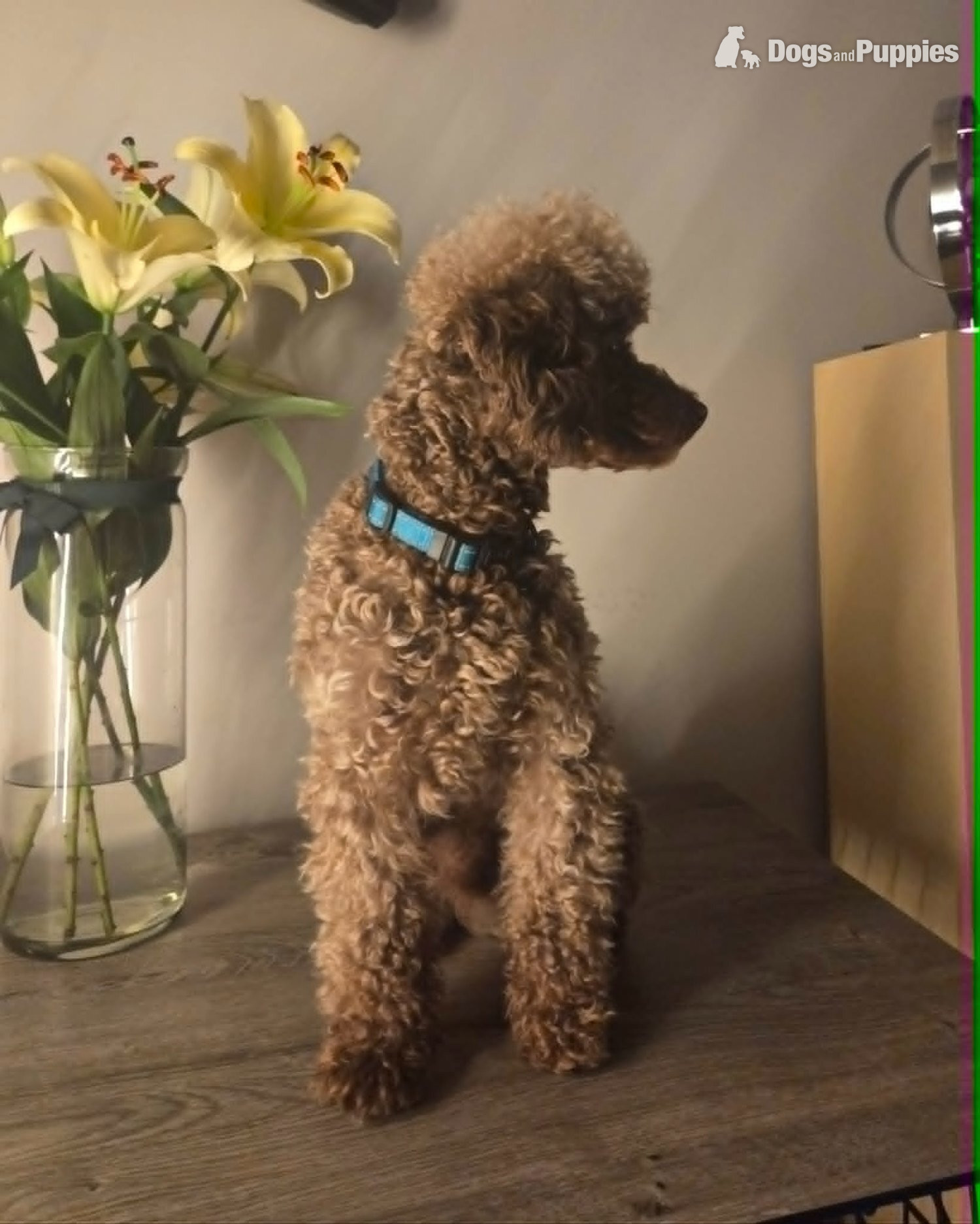 Poodle Puppies
