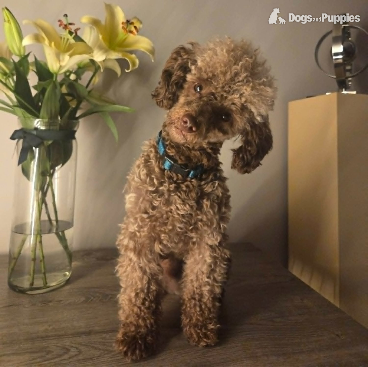 Poodle - KC Reg Brown Toy Poodle For Stud