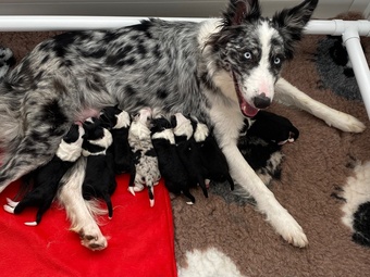 Border collie litter READY FOR VIEWING NOW, can leave early may! 