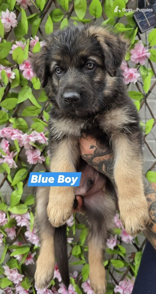 Ready for new homes German Shepherd puppies  in {LOCATION}