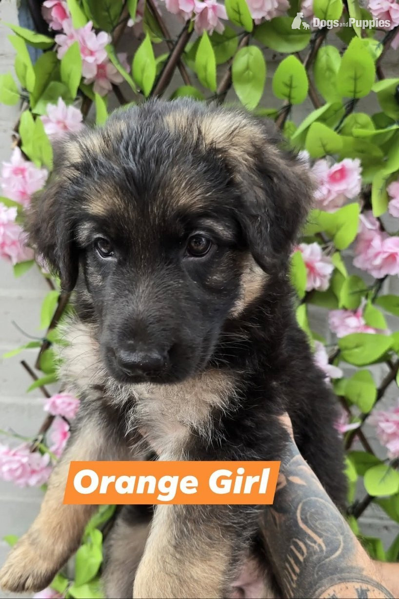 German Shepherd