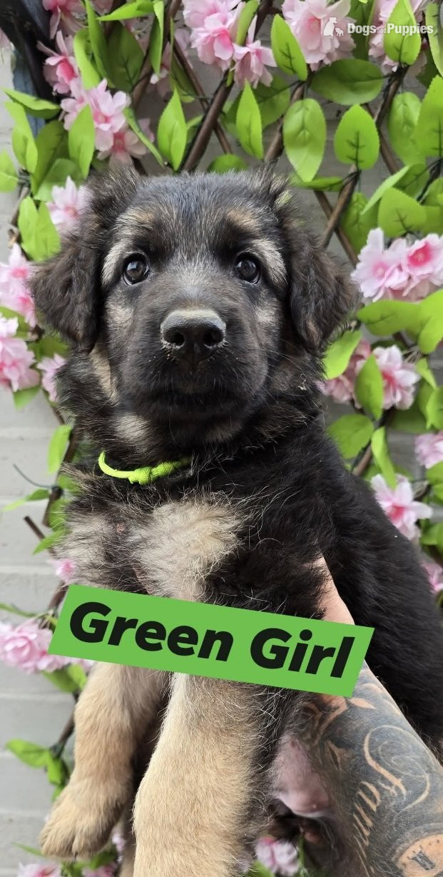 German Shepherd Puppies