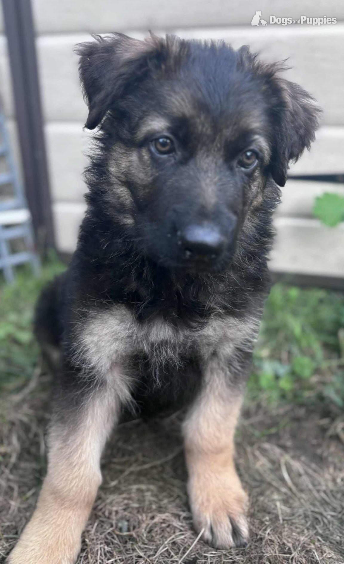 German Shepherd - Ready for new homes German Shepherd puppies 
