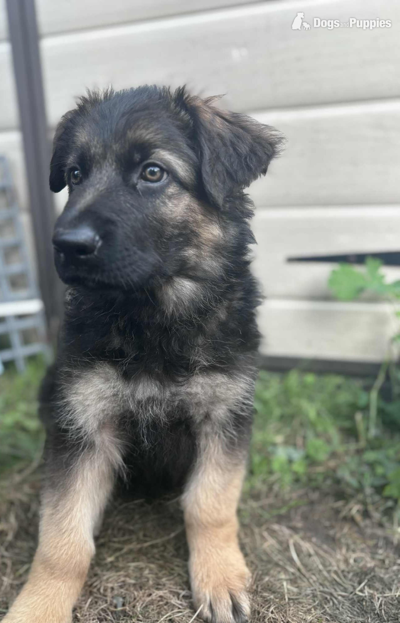 Ready for new homes German Shepherd puppies  - German Shepherd