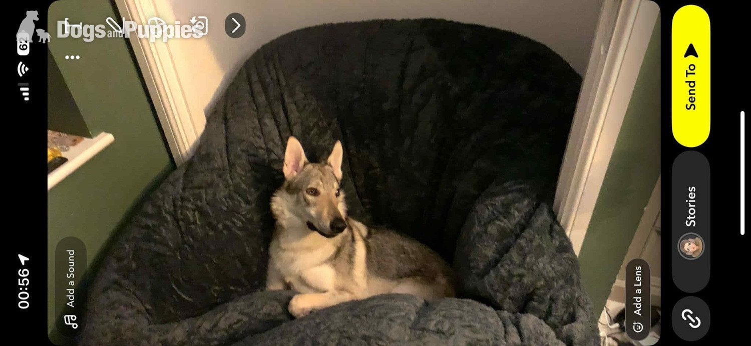 Sell Czechoslovakian wolfdog  male  in {LOCATION}