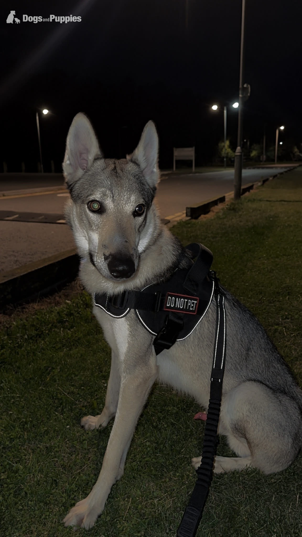 Saarloos Wolfdog