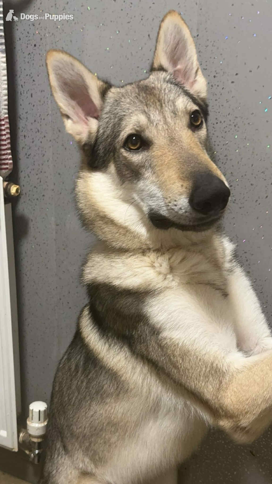 Saarloos Wolfdog Puppies