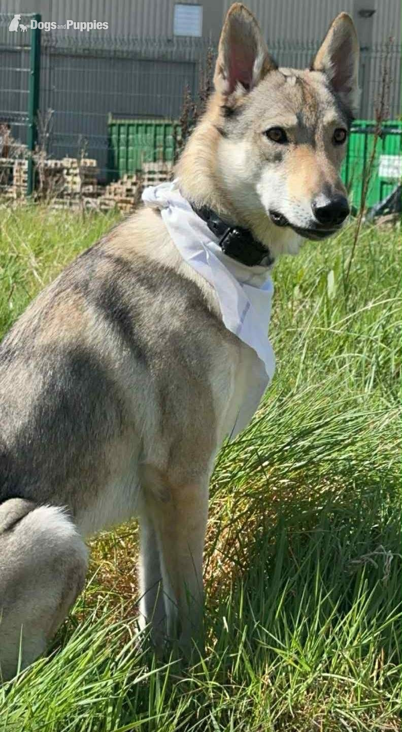 Saarloos Wolfdog - Sell Czechoslovakian wolfdog  male 