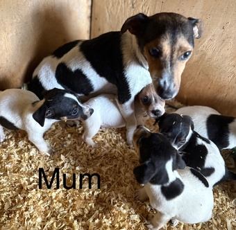 We have 4 beautiful miniature jack Russell pups 