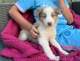 Border collie puppies 