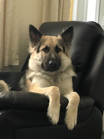 Mixed colour KC Registered Long Coat German Shepherd Puppies DM Clear in Gravesend