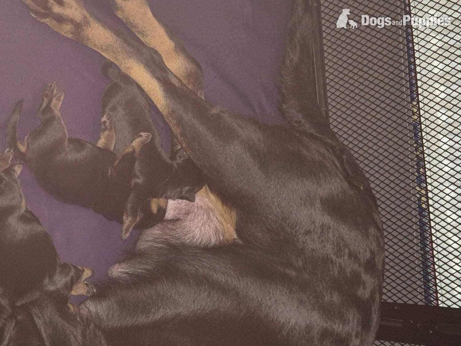 Rottweiler