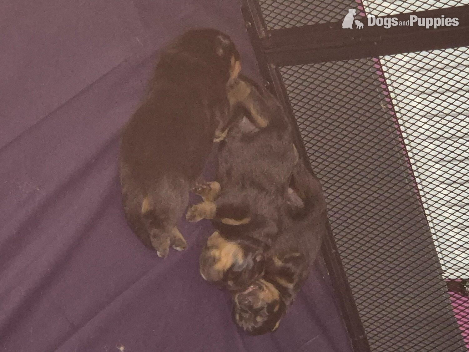 Lovely rotty pups in {LOCATION}