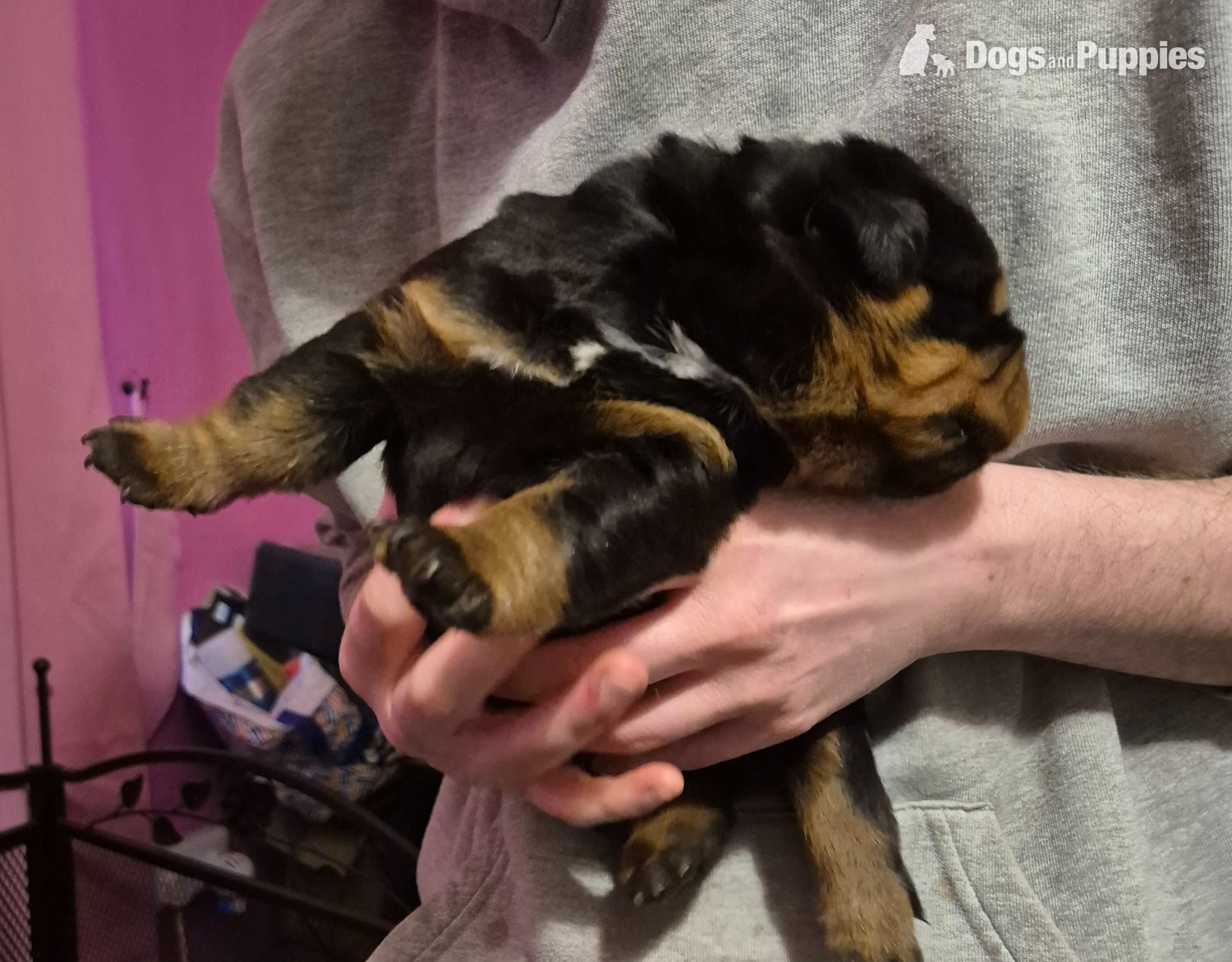 Rottweiler Puppies