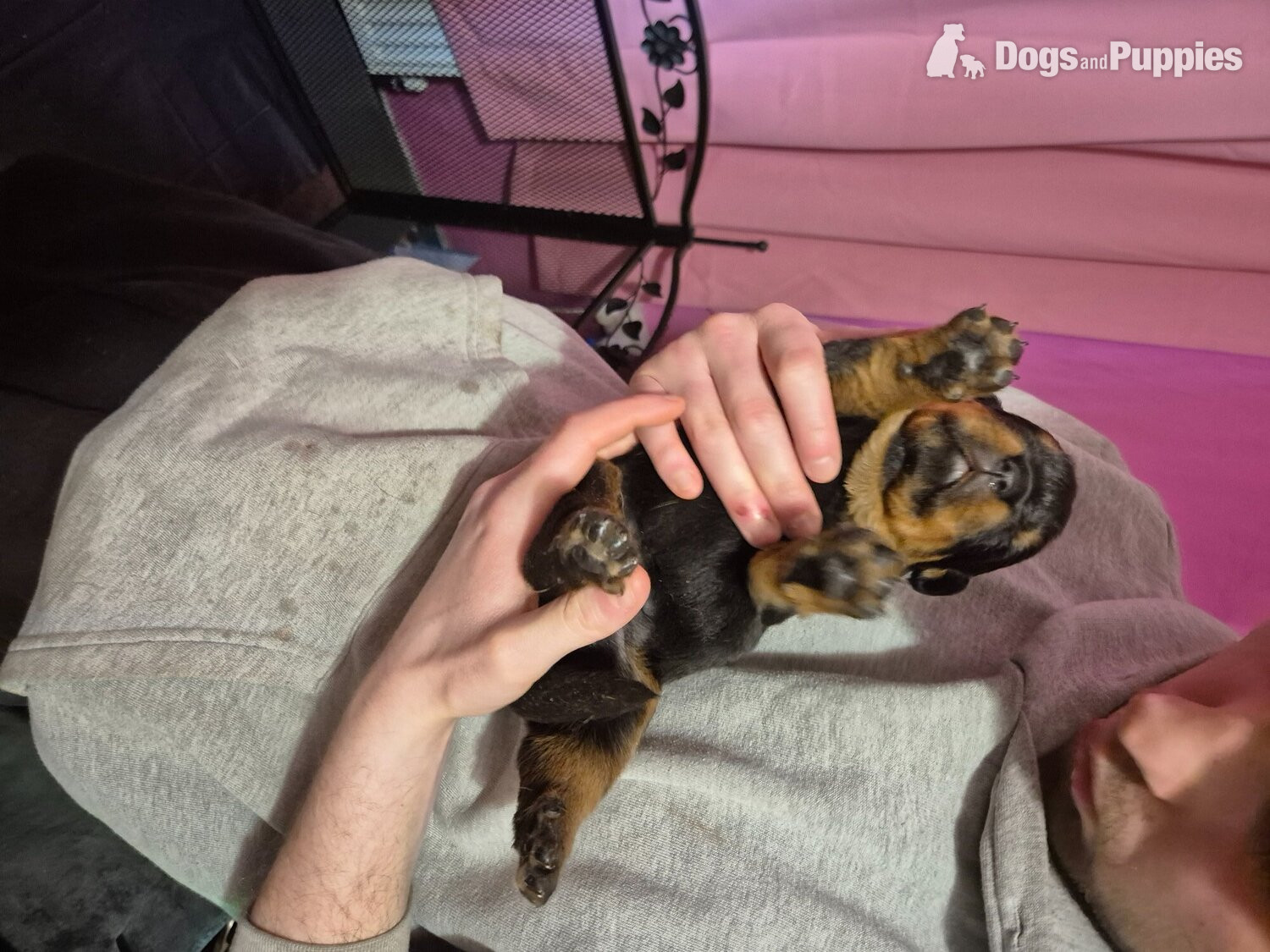 Rottweiler - Lovely rotty pups