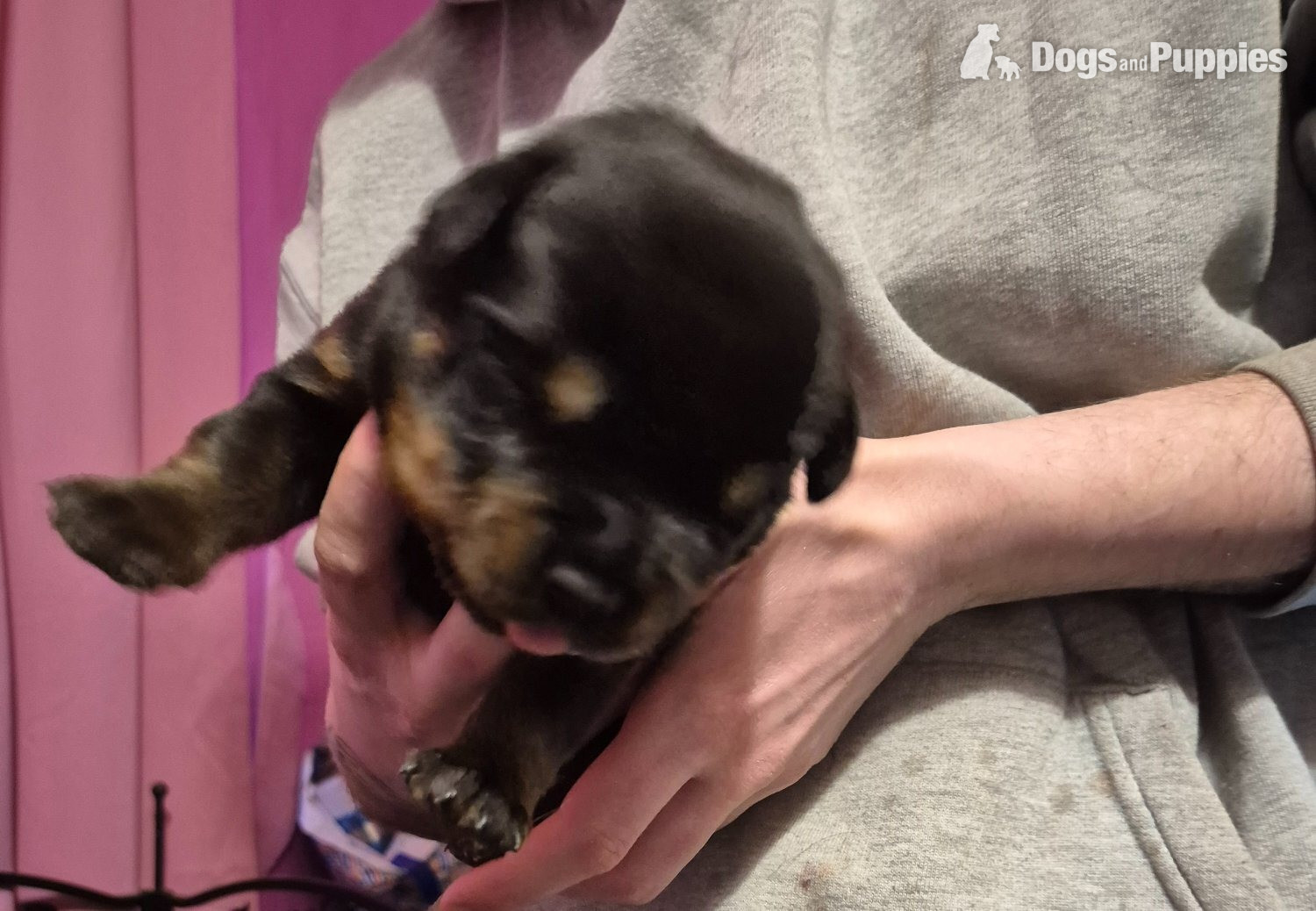 Lovely rotty pups - Rottweiler