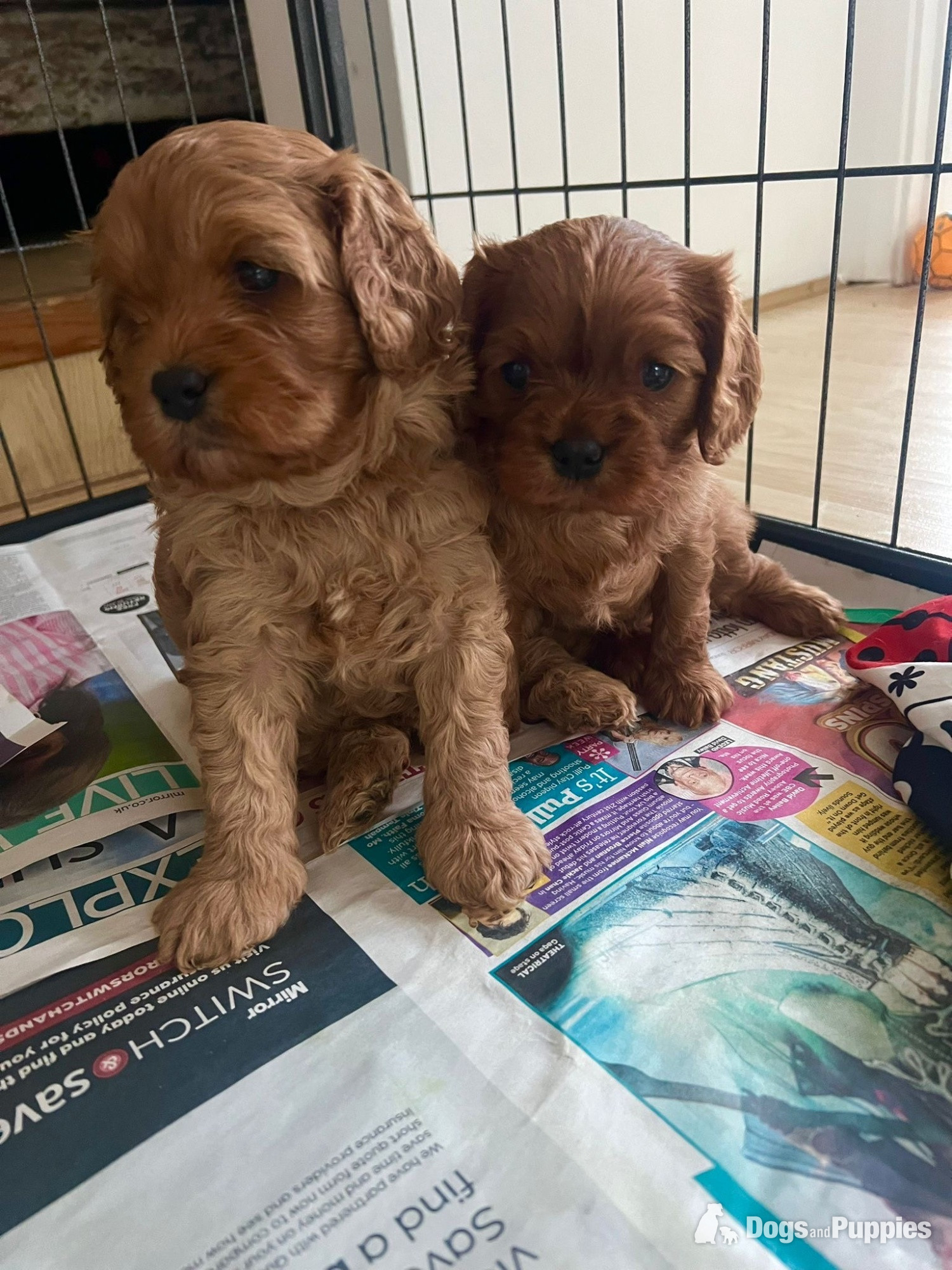 Beautiful Cavapoo puppies in {LOCATION}
