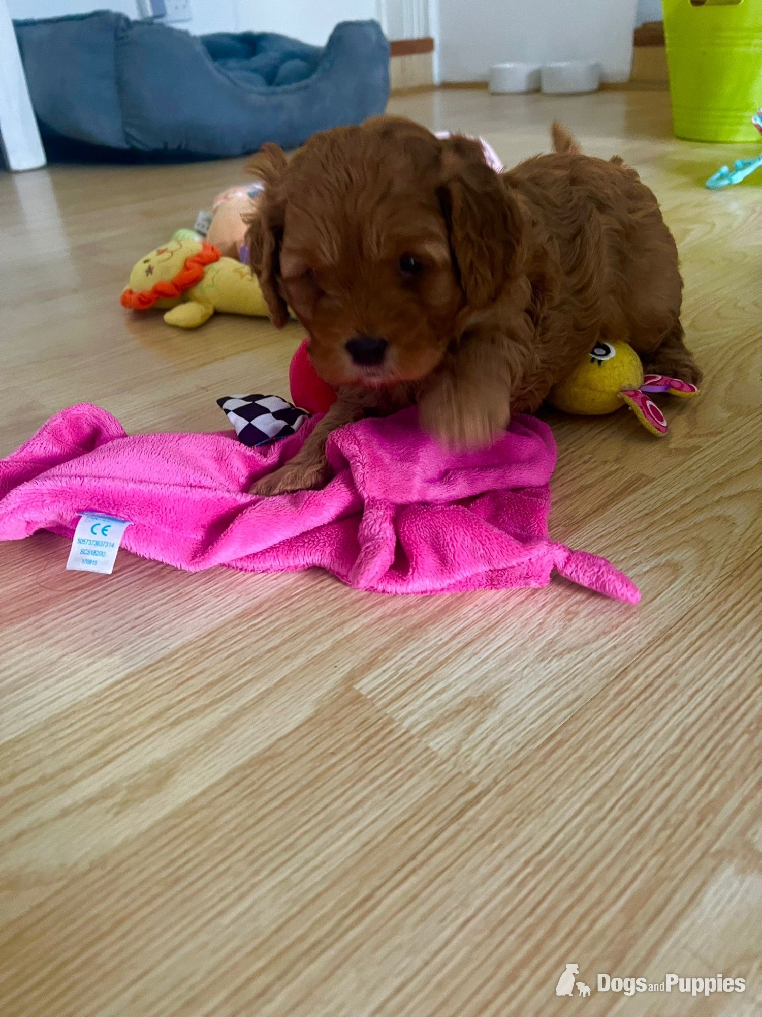 Cavapoo