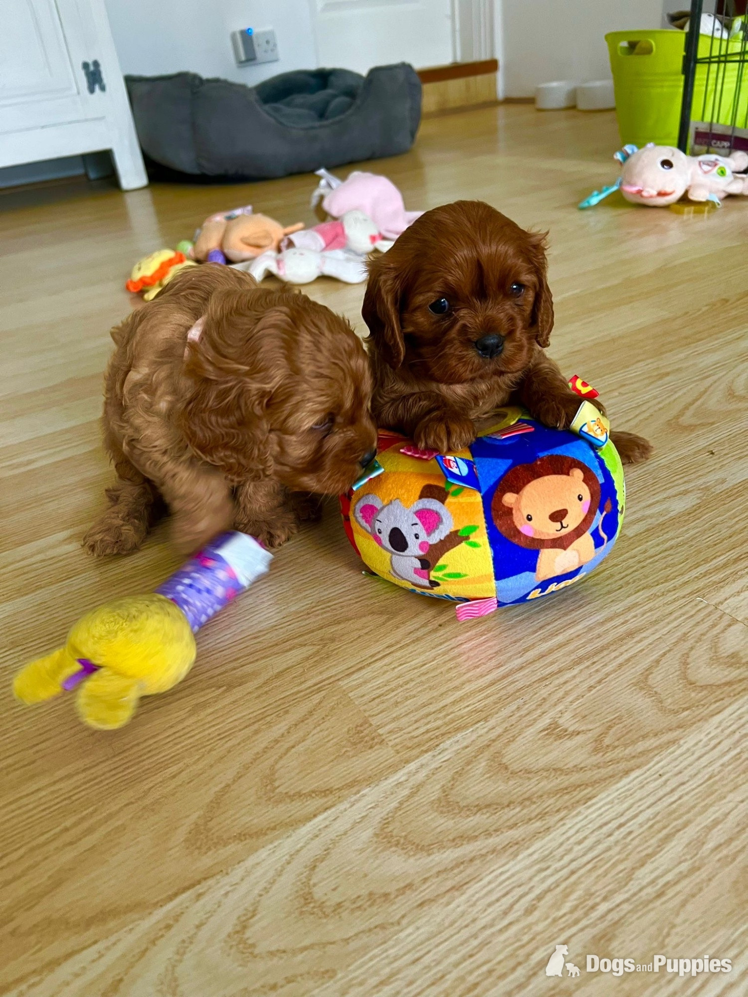 Cavapoo Puppies