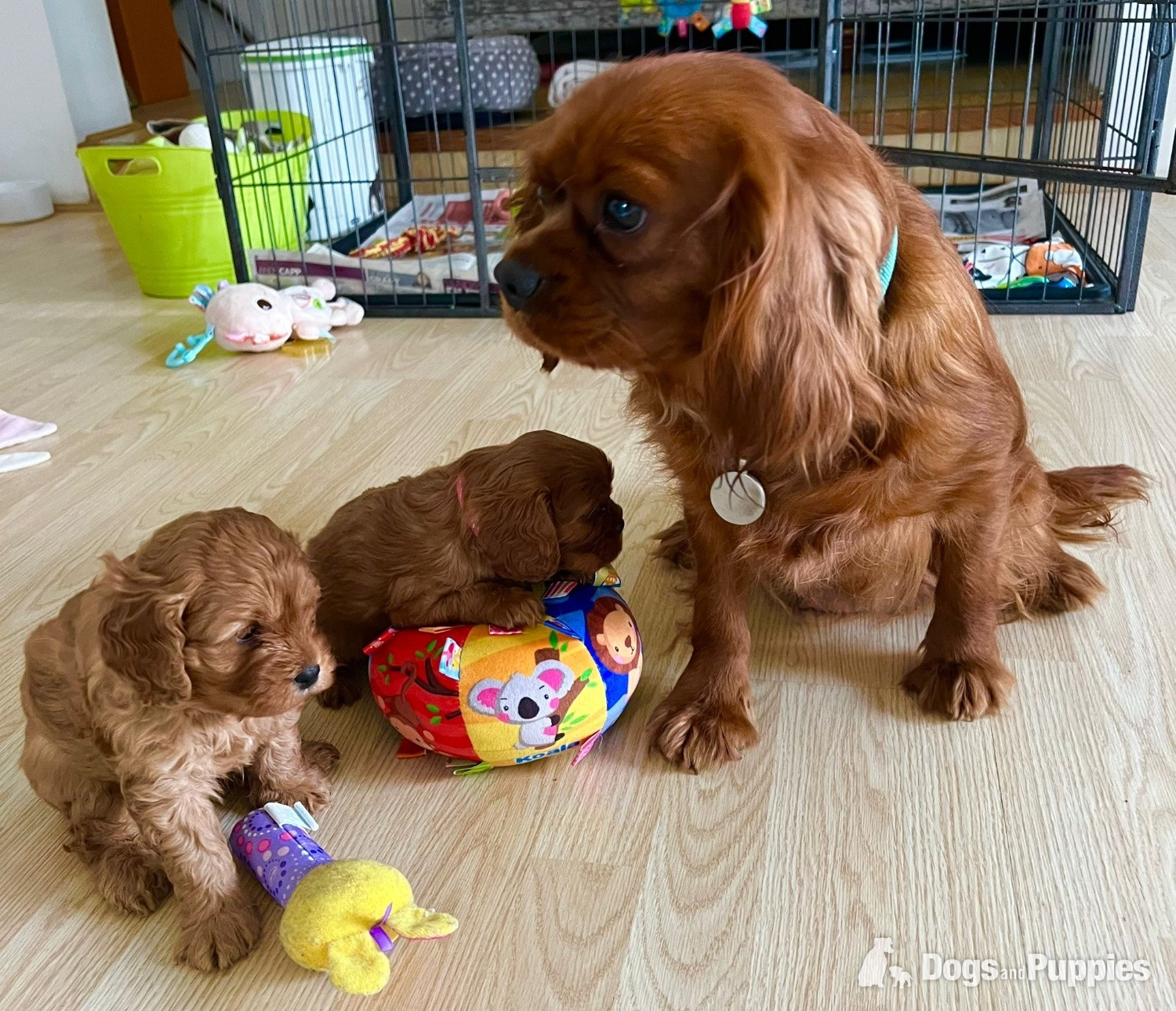 Cavapoo - Beautiful Cavapoo puppies