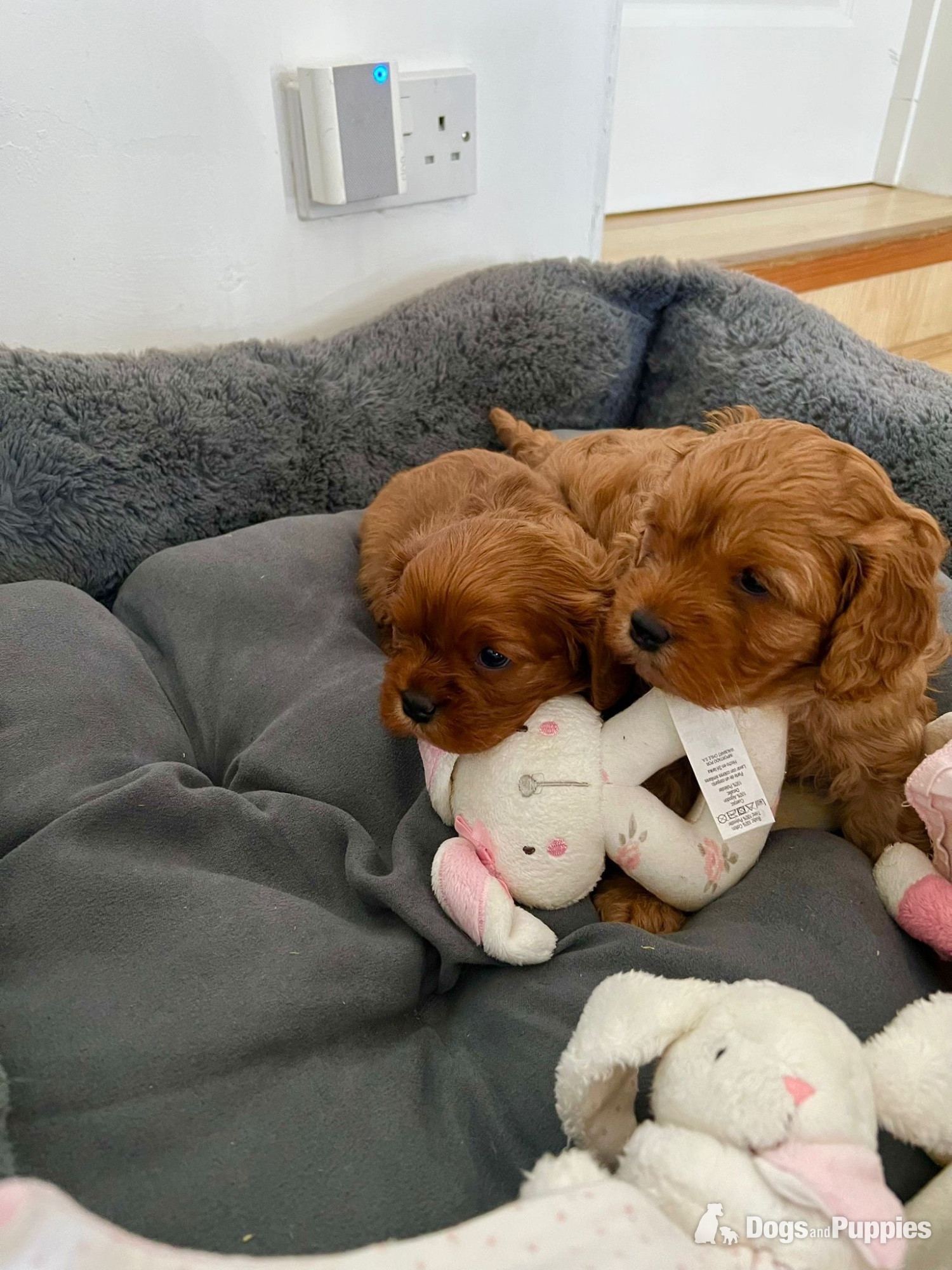 Beautiful Cavapoo puppies - Cavapoo