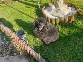 Gorgeous KC Toy Poodle Girl For Sale
