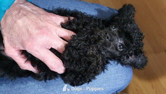 Gorgeous KC Toy Poodle Girl For Sale