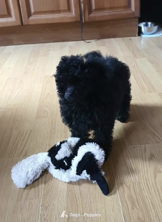 Poodle