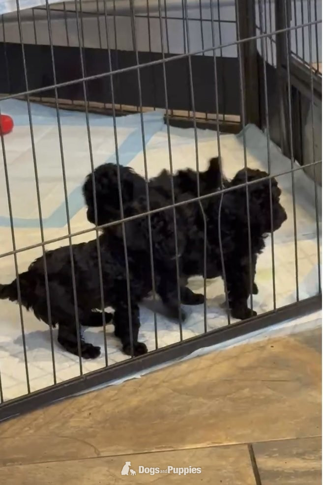 Poodle Puppies