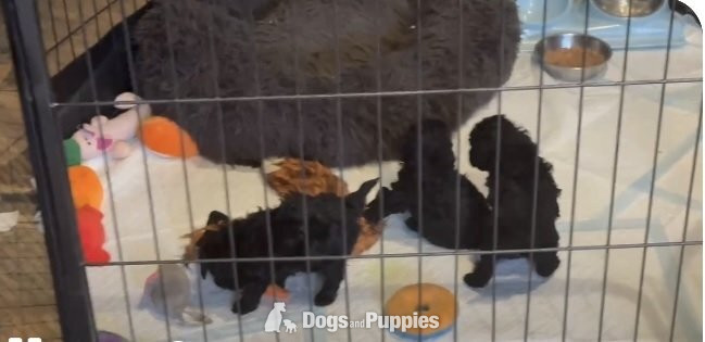 Poodle - Gorgeous KC Toy Poodle Girl For Sale