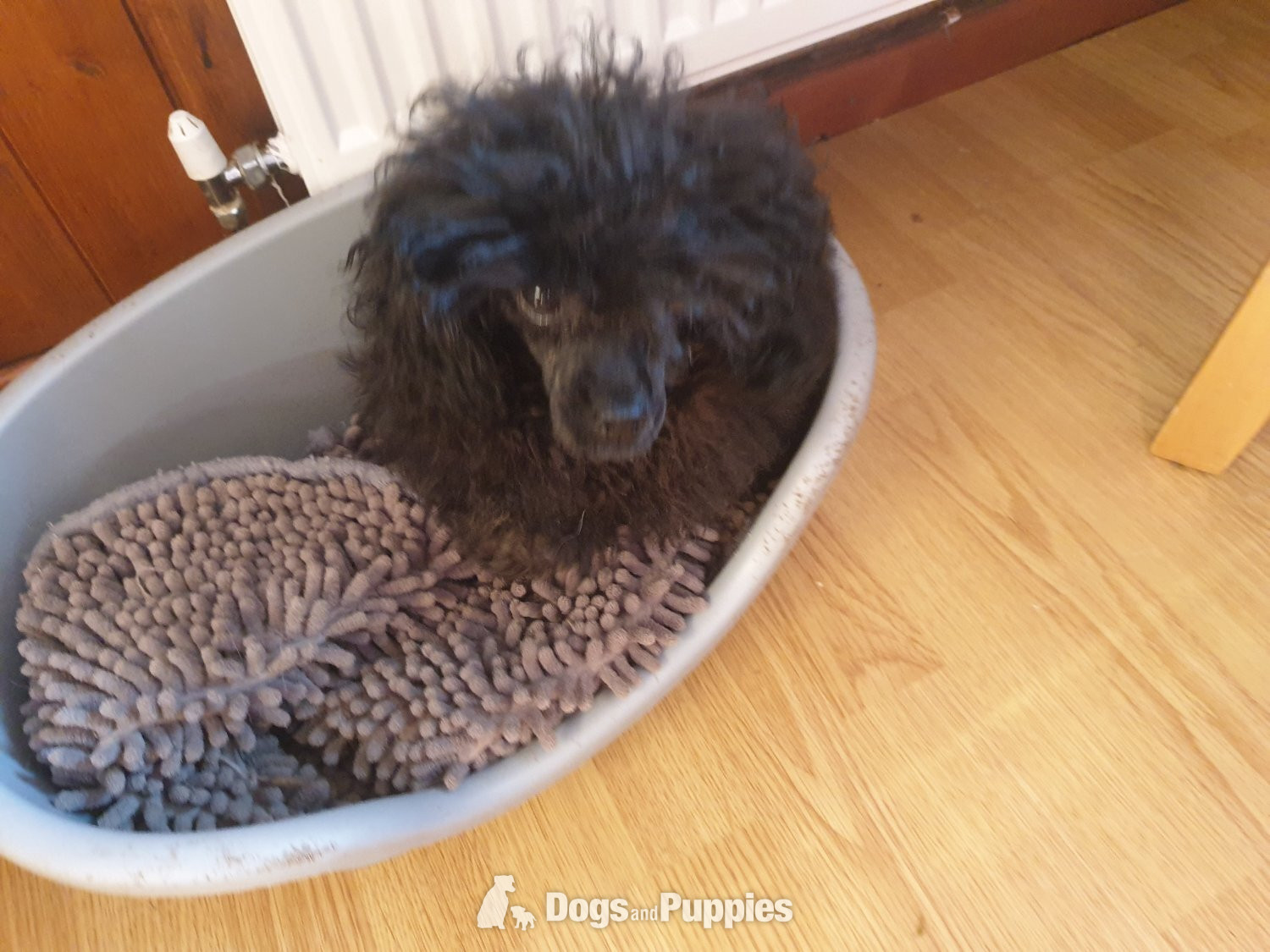 Gorgeous KC Toy Poodle Girl For Sale - Poodle
