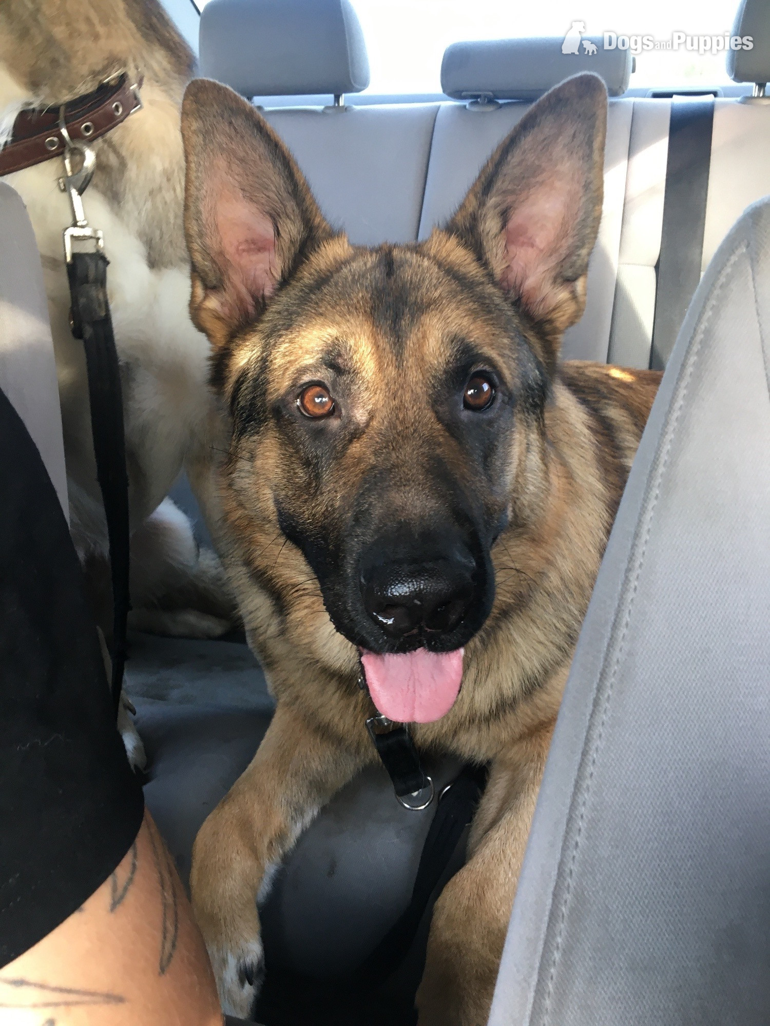 Teddy age 5 GSD  in {LOCATION}