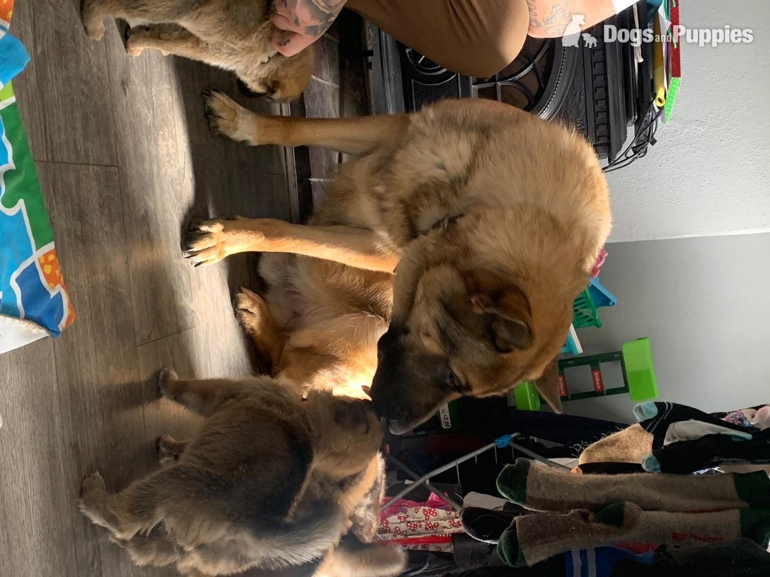 German Shepherd